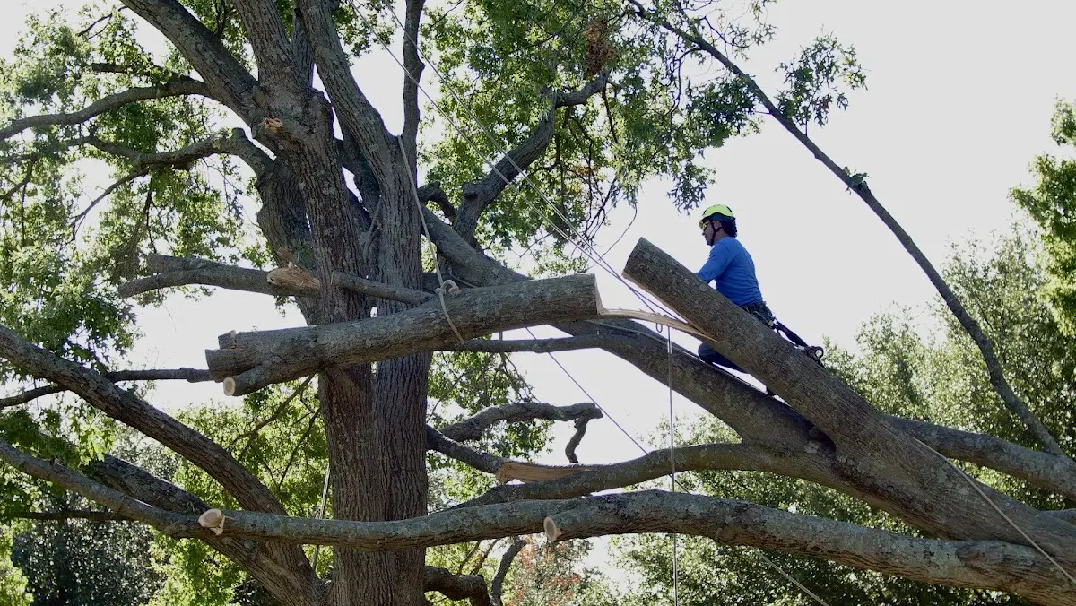 Professional Crown Thinning performed by certified arborists in Platteville