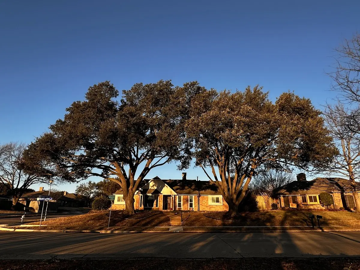 Established residential canopy tree shading a home in Platteville